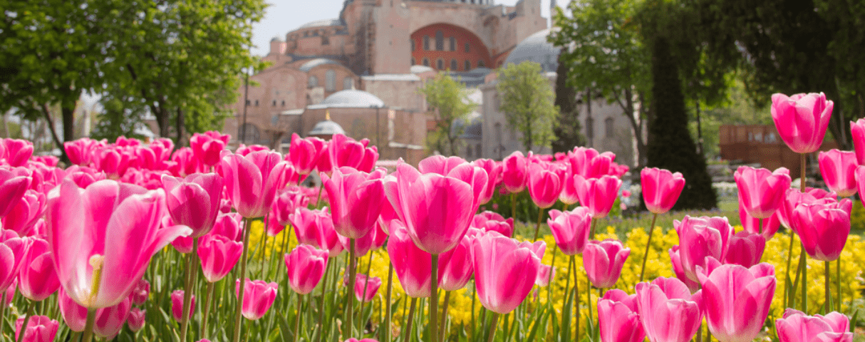 Bunga Tulip di Turki