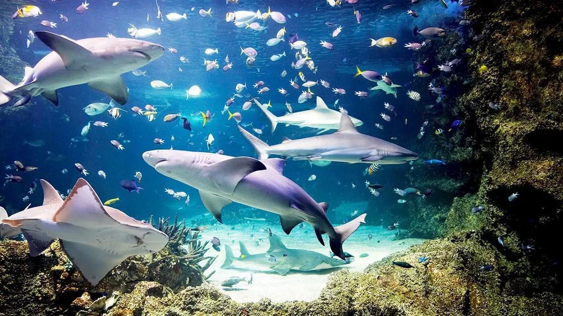 Sea Life Aquarium Istanbul