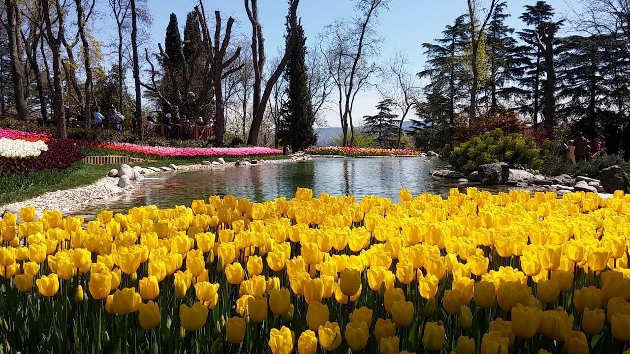 Taman Emirgan Turki, Tempat Menikmati Keindahan Permadani Tulip di Istanbul