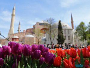 turki tulip festival